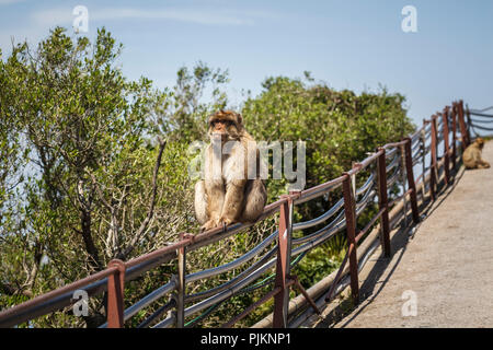 Barbary macaque sitzen auf einem Zaun, eine makaken (macaca) leben auf der Halbinsel von Gibraltar auf dem Felsen Stockfoto