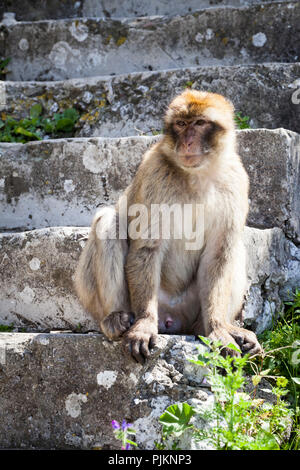 Barbary macaque sitzen auf einer Treppe, eine makaken (macaca) leben auf der Halbinsel von Gibraltar auf dem Felsen Stockfoto