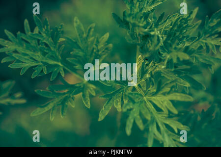 Nahaufnahme der Pflanze Wermut, Artemisia Absinthium, Asteraceae Stockfoto