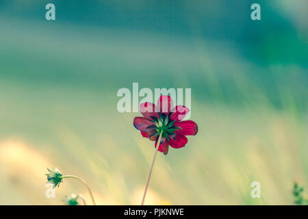 Eine rote Blume auf der Wiese, Nahaufnahme, Stockfoto