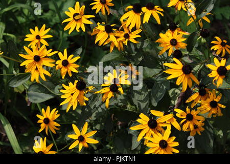 Gelben Rudbeckia Blumen Stockfoto