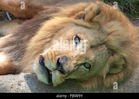 Afrikanischer Löwe - Panthera leo - männliche Gefangene Los Angeles Zoo Hubert Geb. 02/07/1999 am Lincoln Park Zoo in Chicago, Illinois, USA Stockfoto