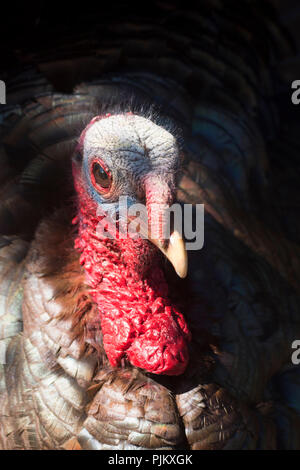 Ein Mann, der Türkei oder Tom (Cathartes Aura) Portrait in Hyannis, Massachusetts, auf Cape Cod, USA Stockfoto