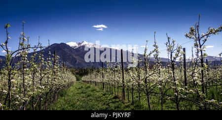 Gipfel der Pyrenäen Canigou im Frühjahr, Symbol Berg für Katalonien, die den "Heiligen Berg" der Katalanen, Stockfoto