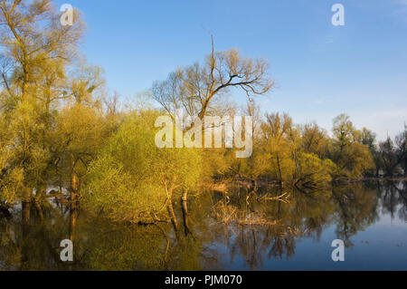 Deutschland, Brandenburg, Uckermark, Criewen, Nationalpark Unteres Odertal, Galerie Wald in der Criewener Polders Stockfoto