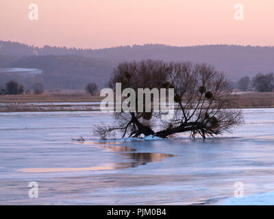 Deutschland, Brandenburg, Uckermark, Schwedt, Nationalpark Unteres Odertal, winter Morgen in der Oder Wiese, Eisbahn, alte Willow Tree, Misteln, Schilf Stockfoto