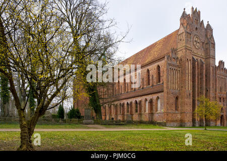 Deutschland, Brandenburg, Uckermark, Chorin, Kloster Chorin, brick Basilika von 1273, Friedhof, blühende blaue Austern Stockfoto