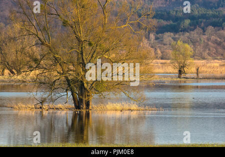 Deutschland, Brandenburg, Uckermark, Schwedt, Nationalpark Unteres Odertal, mit Blick auf die ÜBERSCHWEMMTEN oder Wiese in der Nähe von Schwedt Stockfoto