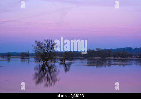 Deutschland, Brandenburg, Uckermark, Schwedt, Nationalpark Unteres Odertal, mit Blick auf die ÜBERSCHWEMMTEN oder Wiese in der Nähe von Schwedt, morgen stimmung Stockfoto