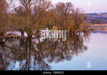 Deutschland, Brandenburg, Uckermark, Schwedt, Nationalpark Unteres Odertal, mit Blick auf die ÜBERSCHWEMMTEN oder Wiese in der Nähe von Schwedt, morgen stimmung Stockfoto