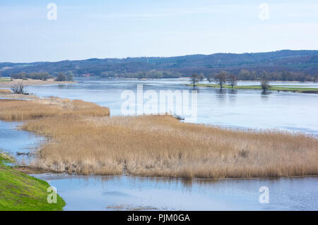 Deutschland, Brandenburg, Uckermark, Stützkow, Nationalpark Unteres Odertal, Oderbruch in der deutsch-polnischen Grenzregion zwischen Stützkow und Piasek (P) Stockfoto