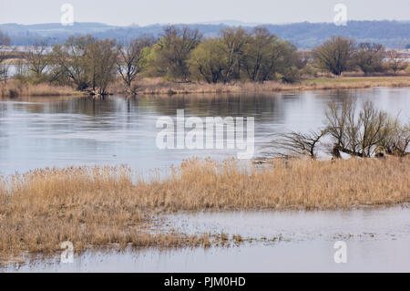 Deutschland, Brandenburg, Uckermark, Stützkow, Nationalpark Unteres Odertal, Oderbruch in der deutsch-polnischen Grenzregion zwischen Stützkow und Piasek (P) Stockfoto