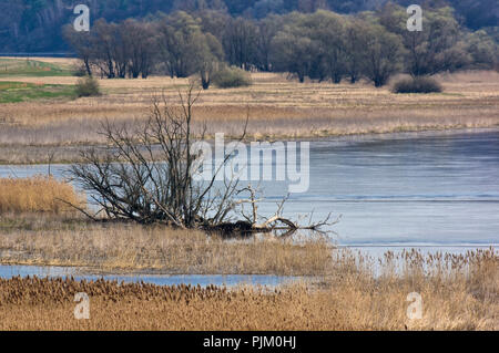 Deutschland, Brandenburg, Uckermark, Stützkow, Nationalpark Unteres Odertal, Oderbruch in der deutsch-polnischen Grenzregion zwischen Stützkow und Piasek (P) Stockfoto