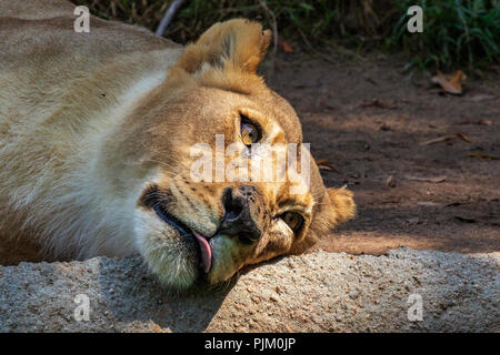 Afrikanischer Löwe - Panthera leo - Weibliche Gefangene Los Angeles Zoo Kalisa 12/26/1998 an der Oklahoma City Zoo, USA Stockfoto