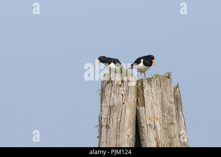 Austernfischer Haematopus ostralegus, Paar auf der Pole Stockfoto