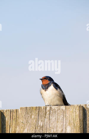 Rauchschwalbe, Hirundo rustica, sitzt auf Zaun Stockfoto