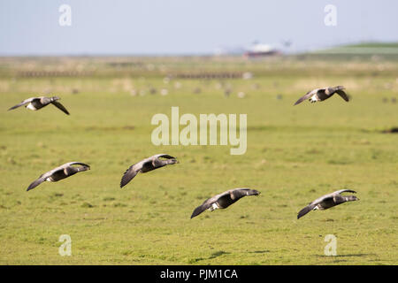 Ringelgänse, Branta bernicla, im Flug Stockfoto