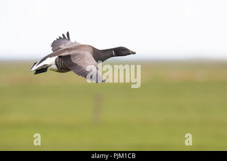 Ringelgans Branta bernicla, im Flug Stockfoto