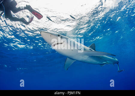 Prionace Hastata, Blauhai, Hai in den Atlantischen Ozean Stockfoto