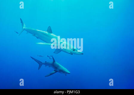 Blauer Hai, Hai in den Atlantischen Ozean Stockfoto