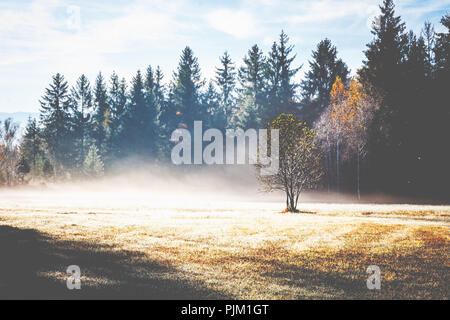 Einem jungen Baum steht auf einer Lichtung im Nebel, darüber die Sonne, Stockfoto