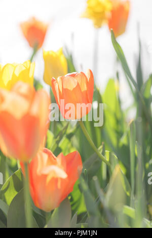 Gelb und orange Tulpen in einem Bett, Stockfoto