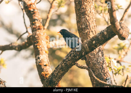 Eine Amsel sitzt auf einem Ast im Baum und beobachtet die Umgebung Stockfoto