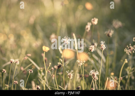 Wegerich (Plantago Integrifolia), Gräser und Butterblumen auf der Wiese im warmen Sonnenlicht, Stockfoto