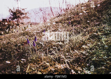 Traubenhyazinthen und Anemone auf einer Frühlingswiese, Blumen und Gräser in ein besonderes Licht, Stockfoto