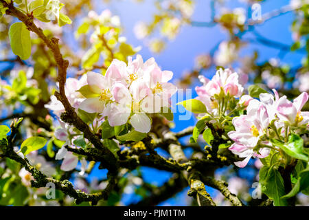 Apple Blossom, Malus domesticus, spring blossom Stockfoto