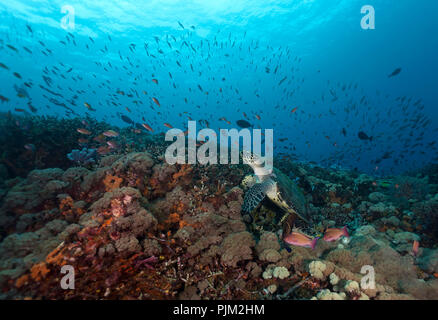 Karettschildkröte (Eretmochelys imbricata), Nusa Lembongan, Bali, Indonesien Stockfoto