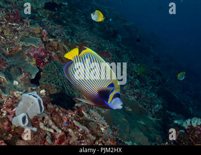 Imperator Kaiserfisch (pomacanthus Imperator) im Hintergrund Günther's Falterfische (Chaetodon guentheri), Nusa Lembongan, Bali, Indonesien Stockfoto