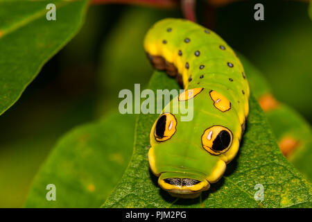 Spicebush Schwalbenschwanz Schmetterling Caterpillar (Papilio troilus) Stockfoto