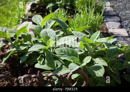 Salbei in Kraut Bett, Nahaufnahme, Salvia Officinalis Stockfoto