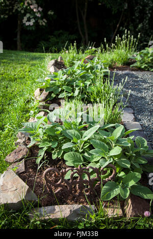 Salbei und Lavendel in Kraut Bett im Naturgarten, Salvia Officinalis Stockfoto