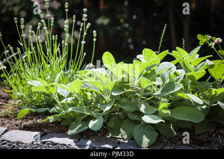 Salbei und Lavendel in Kraut Bett, Nahaufnahme, Salvia Officinalis Stockfoto