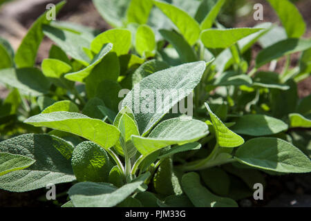 Salbei in Kraut Bett, Nahaufnahme, Salvia Officinalis Stockfoto