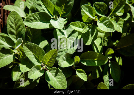 Salbei in Kraut Bett, Nahaufnahme, Salvia Officinalis Stockfoto