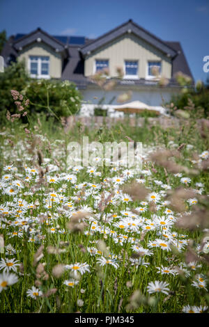 Blumenwiese und natürlichen Garten vor ein Ökologisches Holzhaus Stockfoto