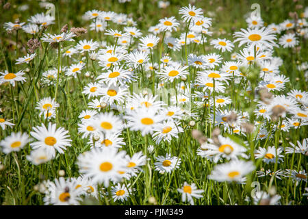 Blühende Margeriten in der Wiese, close-up Stockfoto