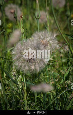 Wiese, Schwarzwurzeln, Tragopogon pratensis, in natürlicher Garten, close-up Stockfoto