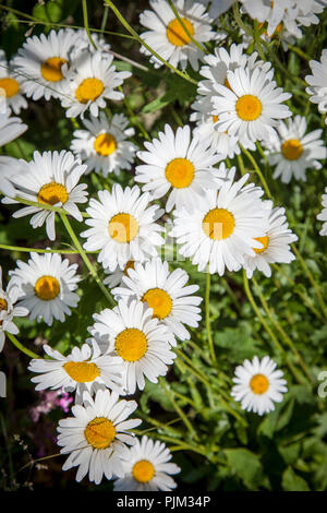 Blühende Margeriten in der Wiese, close-up Stockfoto