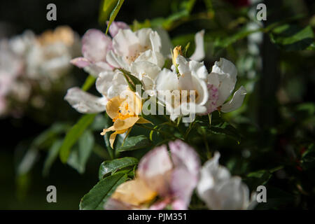 Rambling Rose "Hochzeit", Vielzahl von David Austin, weißen und gelben Blumen, close-up Stockfoto