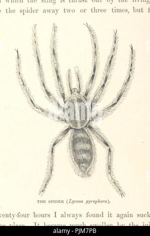 Bild von Seite 94 der "Was Darwin sah in seiner Reise um die Welt in das Schiff "Bea. Stockfoto