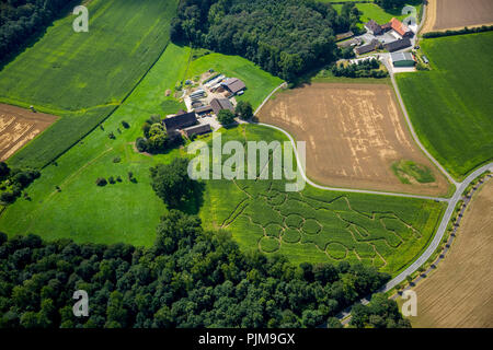 Luftaufnahme Mais Irrgarten mit olympischen Motiven, Münsterland, Bauer Benedikt Lünemann vom Bauernhof Lünemann in Cappenberg ein Motiv Labyrinth jedes Jahr einpflanzen, Selm, Nordrhein-Westfalen, Deutschland, Europa, Stockfoto