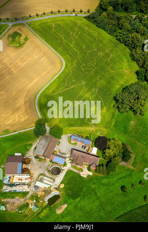 Luftaufnahme Mais Irrgarten mit olympischen Motiven, Münsterland, Bauer Benedikt Lünemann vom Bauernhof Lünemann in Cappenberg ein Motiv Labyrinth jedes Jahr einpflanzen, Selm, Nordrhein-Westfalen, Deutschland, Europa, Stockfoto