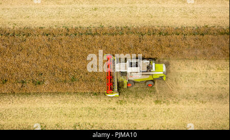Getreideernte, Claas Mähdrescher bei der Ernte, Landwirtschaft, Vipperow, Mecklenburgische Seenplatte, Mecklenburg-Vorpommern, Deutschland Stockfoto