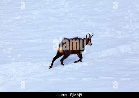 Chamois buck laufen im Schnee Stockfoto