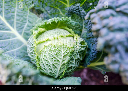 Schöne Wirsing Kopf wachsen in einem Garten. Stockfoto