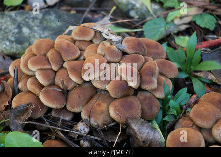 Gruppierung der Pelzigen Pilze. Fruchtkörper Pilz Körper auf dem Boden gefunden. Stockfoto